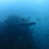 Picture taken during the dive