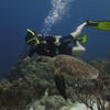 Picture taken during the dive