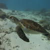 Picture taken during the dive
