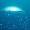 Picture taken during the dive