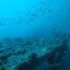 Picture taken during the dive