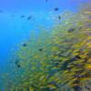 Picture taken during the dive