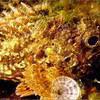 Picture taken during the dive