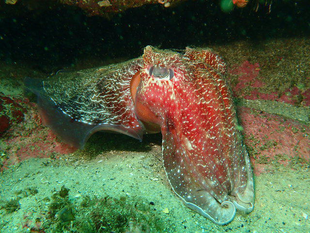 Dive Centre Bondi - Dive Center in Australia