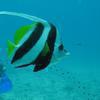 Picture taken during the dive