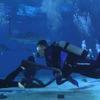 Picture taken during the dive