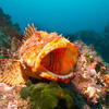 Picture taken during the dive