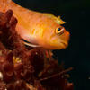 Picture taken during the dive