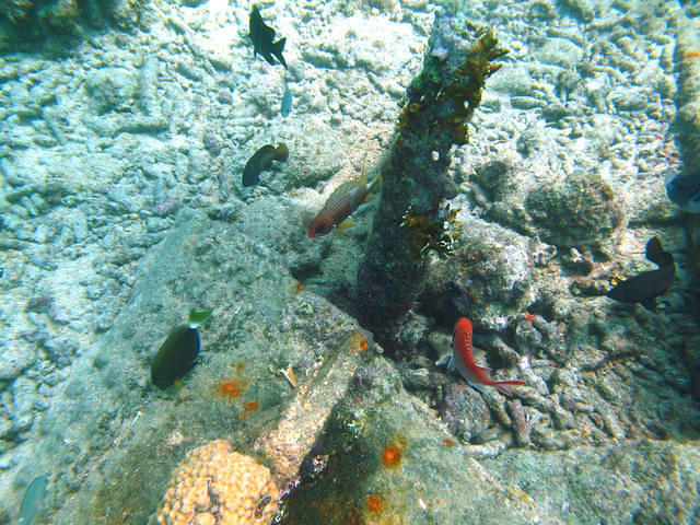 Unique Sports Of Aruba - Dive Center in Aruba