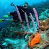 Picture taken during the dive