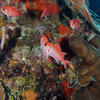 Picture taken during the dive