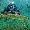 Picture taken during the dive
