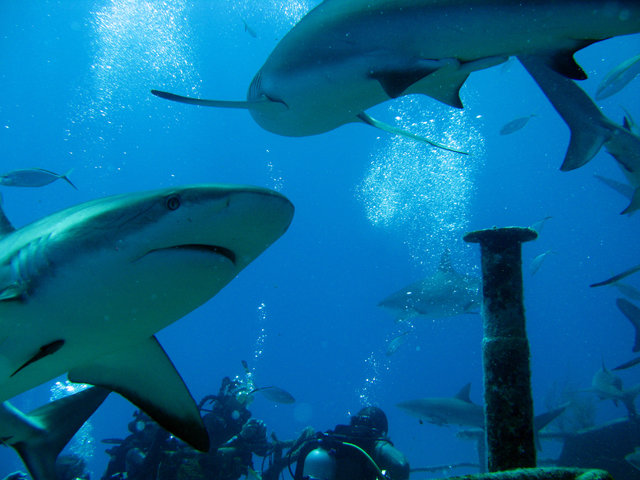 Diving in Nassau, Bahamas - By Elmonoeze
