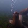 Picture taken during the dive