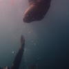 Picture taken during the dive