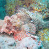 Picture taken during the dive