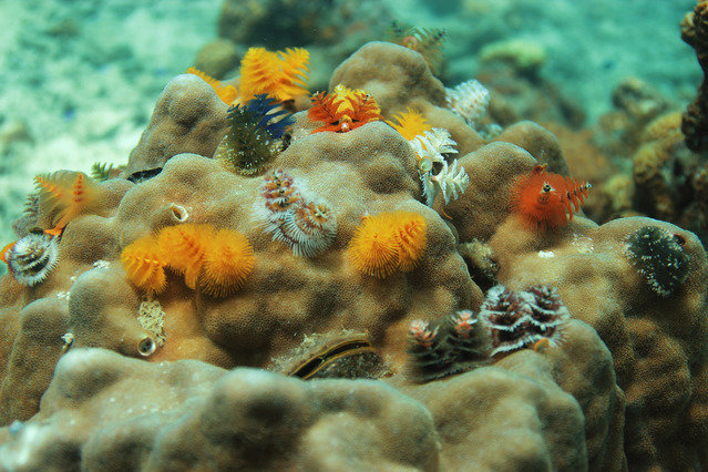 Diving in Thailand, Koh Tao - By Yourized
