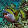 Picture taken during the dive
