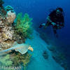 Picture taken during the dive