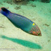 Picture taken during the dive