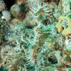 Picture taken during the dive