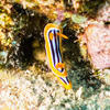 Picture taken during the dive