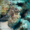 Picture taken during the dive