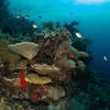 Picture taken during the dive