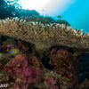 Picture taken during the dive