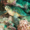 Picture taken during the dive