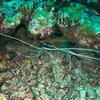 Picture taken during the dive