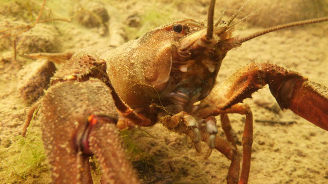 Diving in Suède, Norrtälje - By Hierbas