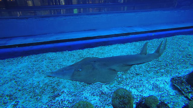 Al Boom Diving-Dubai Mall Aquarium - Dive Center