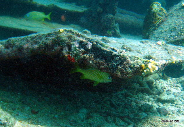 Red Sail Sports Aruba NV - Dive Center in 阿鲁巴