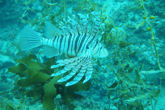 Doona Divers - Dive Center in Corée du Sud