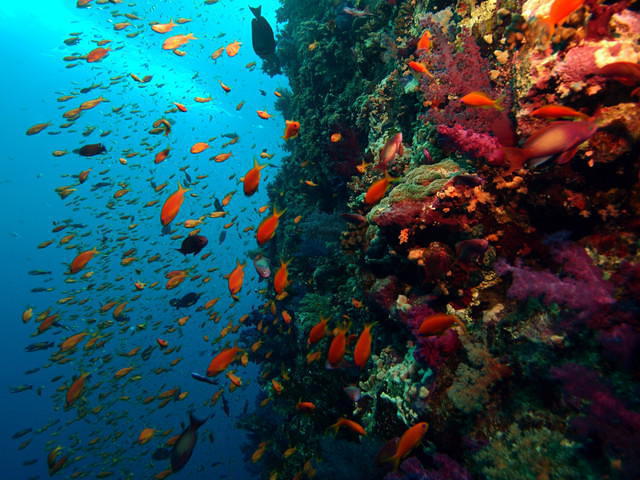 Vera Sub - Dive Center
