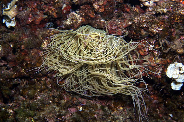 DIVING IN ELBA SNC - Dive Center in Italy
