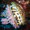 Picture taken during the dive