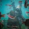 Picture taken during the dive