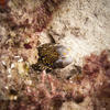 Picture taken during the dive