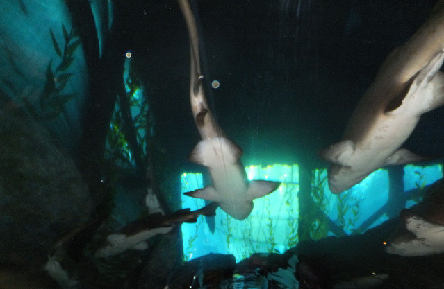 Al Boom Diving-Jebel Ali Golf Resort & Spa - Dive Center