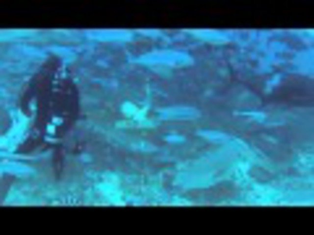 Waidroka Bay Resort - Dive Center