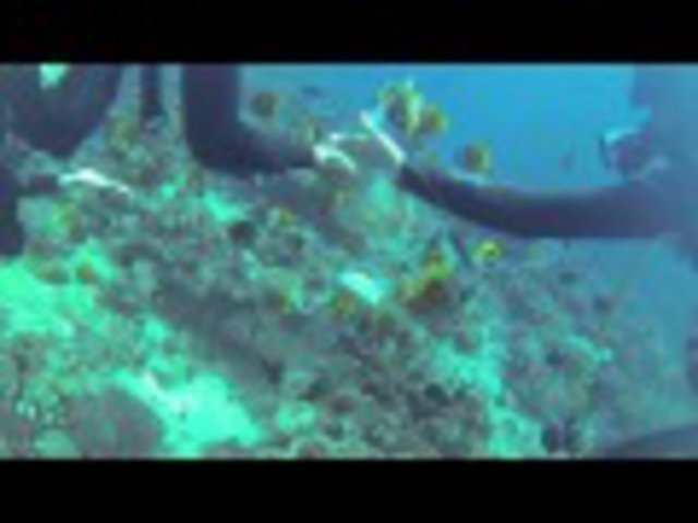 Waidroka Bay Resort - Dive Center