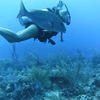 Picture taken during the dive