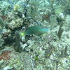 Picture taken during the dive