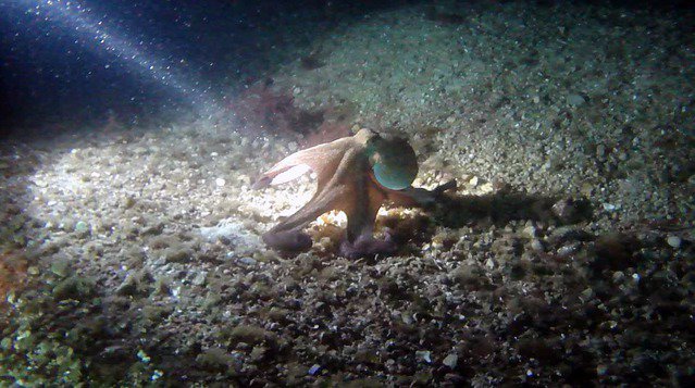TopSub LDA - Dive Center in Portugal