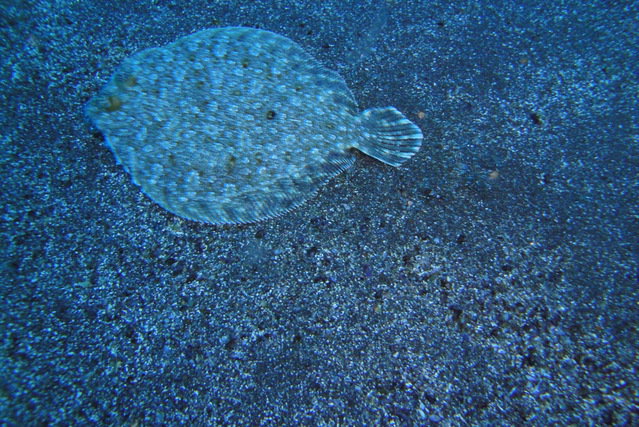 Diving in Portugal, Pico Faial and Sao Jorge Islands - By Luís Cruz
