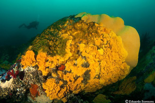 Tiempo De Fondo - Dive Center in Chile