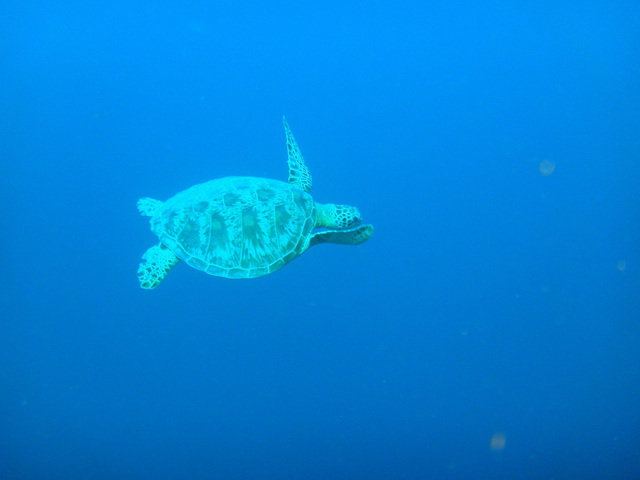 Big John Scuba - Dive Center in Malaysia