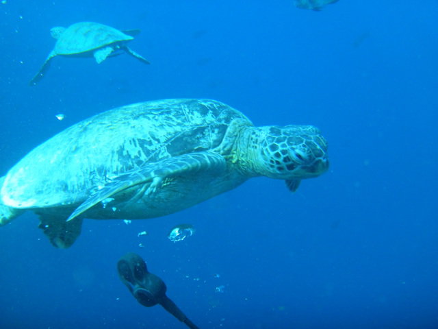 Big John Scuba - Dive Center in Malaysia